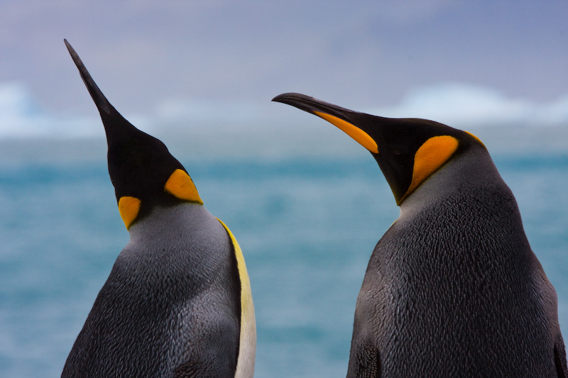 King Penguins